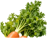 右下の葉物1