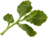 左下の小さな葉